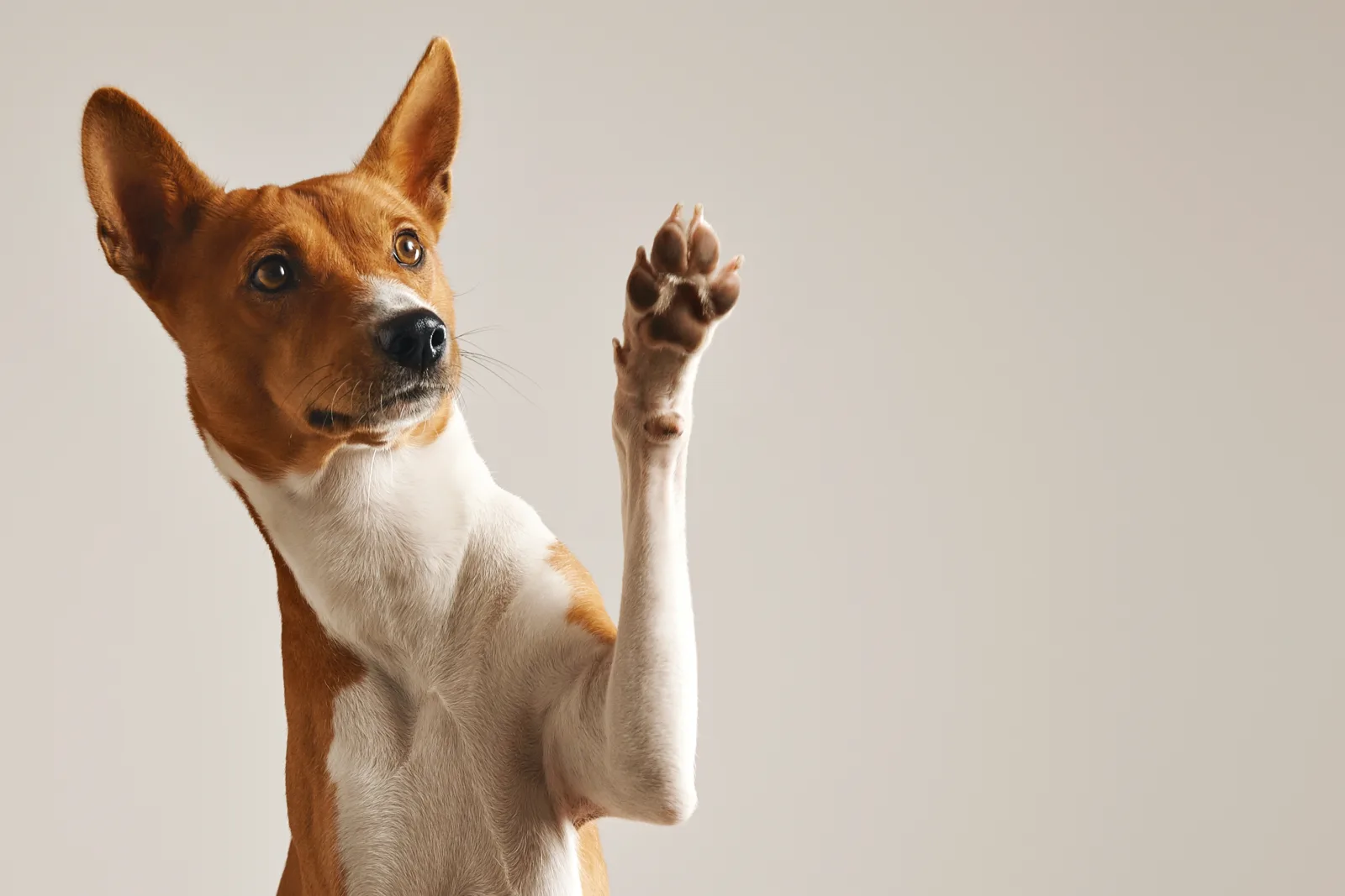 Vaquinha para cachorro: como arrecadar para cirurgia, resgate ou tratamento